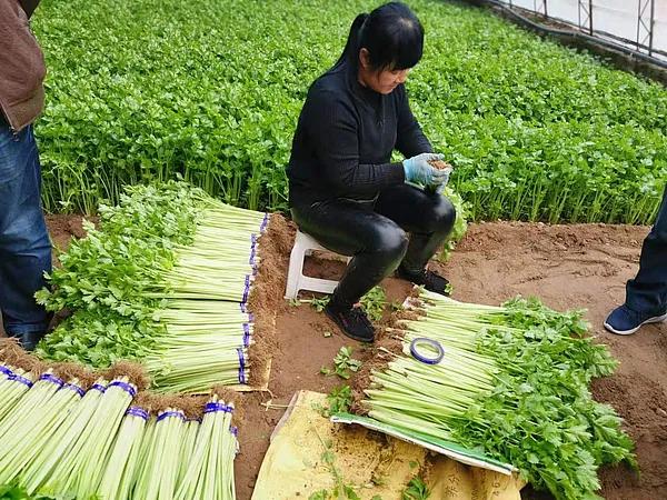 保溫材料進(jìn)貨價格表全面解析及圖片指南