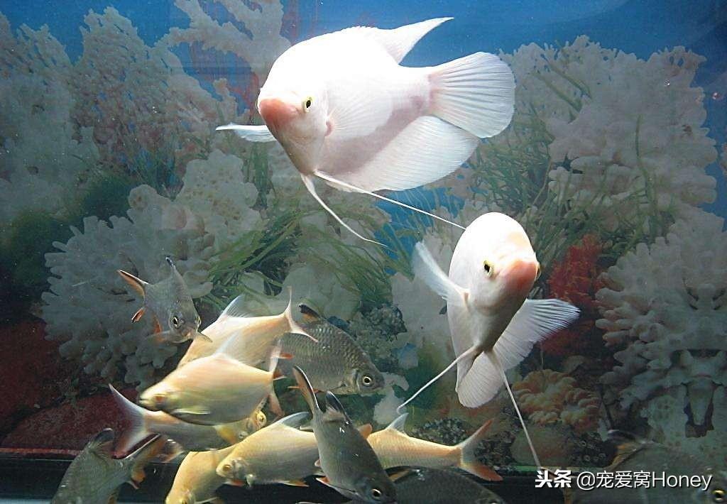 觀賞魚保溫材料的意義與解析