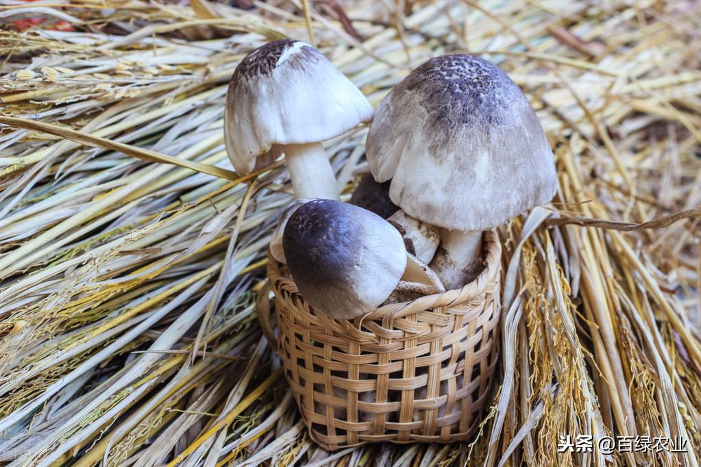 保溫材料石灰棉的多重一噸，性能、應(yīng)用與成本探討